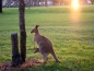 Animaux - Australie