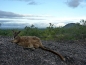 Mareeba Granite Gorge